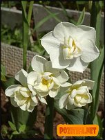 www.floristic.ru - . -Narcissus