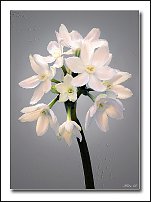 www.floristic.ru - . -Narcissus