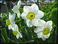 www.floristic.ru - . -Narcissus