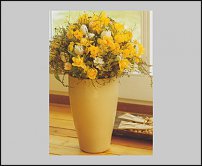 www.floristic.ru - . -Narcissus