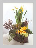 www.floristic.ru - . -Narcissus