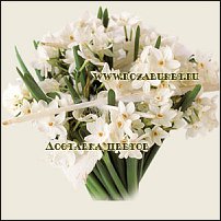 www.floristic.ru - . -Narcissus