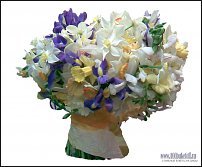 www.floristic.ru - . -Narcissus