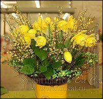 www.floristic.ru - . -Narcissus