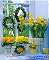 www.floristic.ru - . -Narcissus