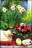 www.floristic.ru - . -Narcissus