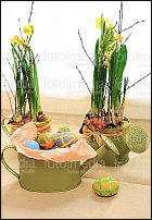 www.floristic.ru - . -Narcissus