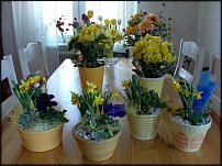 www.floristic.ru - . -Narcissus