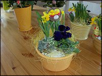 www.floristic.ru - . -Narcissus