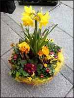 www.floristic.ru - . -Narcissus