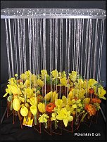 www.floristic.ru - . -Narcissus