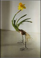 www.floristic.ru - . -Narcissus