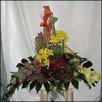 www.floristic.ru - . -Narcissus