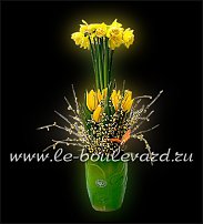 www.floristic.ru - . -Narcissus