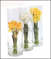 www.floristic.ru - . -Narcissus