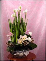 www.floristic.ru - . -Narcissus