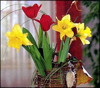 www.floristic.ru - . -Narcissus