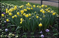 www.floristic.ru - . -Narcissus