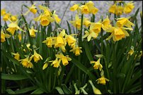 www.floristic.ru - . -Narcissus