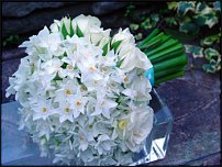 www.floristic.ru - . -Narcissus