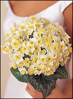 www.floristic.ru - . -Narcissus