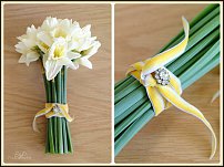 www.floristic.ru - . -Narcissus