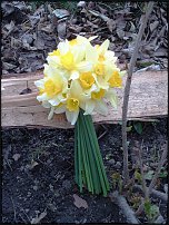 www.floristic.ru - . -Narcissus