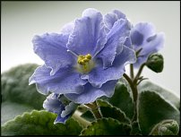 www.floristic.ru - . Saintpaulia ionantha -  ,   