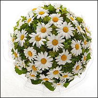 www.floristic.ru - . !!!!!