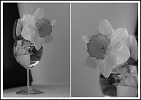 www.floristic.ru - . -Narcissus