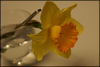 www.floristic.ru - . -Narcissus