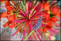 www.floristic.ru - .  