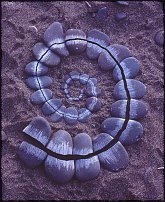 www.floristic.ru - . Land Art