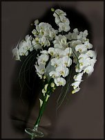 www.floristic.ru - . !!!!!