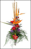 www.floristic.ru - . (Strelitzia)