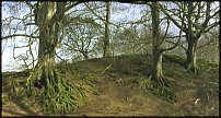 www.floristic.ru - . Andy Goldsworthy