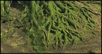 www.floristic.ru - . Andy Goldsworthy