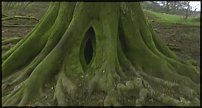 www.floristic.ru - . Andy Goldsworthy