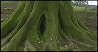 www.floristic.ru - . Andy Goldsworthy