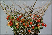 www.floristic.ru - . Gregor Lersch
