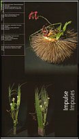 www.floristic.ru - . Gregor Lersch