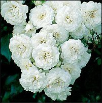 www.floristic.ru - Флористика. Вопросы по садовым цветам