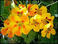 www.floristic.ru - Флористика. Вопросы по садовым цветам