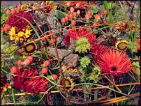 www.floristic.ru - . Gregor Lersch