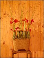 www.floristic.ru - . Gregor Lersch