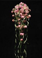 www.floristic.ru - . 13-     (,26-28  2010 .)