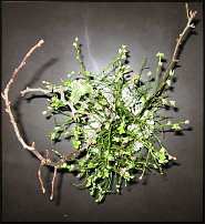 www.floristic.ru - .  .