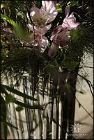 www.floristic.ru - .  . .