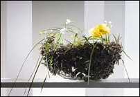 www.floristic.ru - . Gregor Lersch