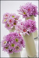 www.floristic.ru - . "Just Chrysanthemum"  )